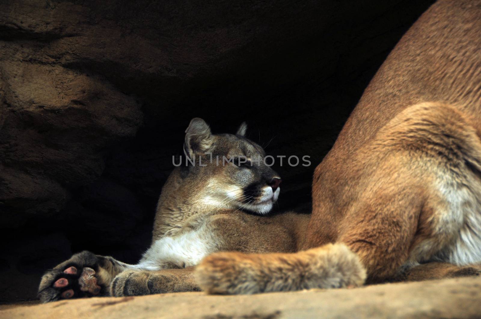 Mountain Lions. The Mountain Lion is Called by More Names Than Any Other Colorado Mammal  Cougar, Puma, Panther, Catamount or Just Plain Lion. Mountain Lions Growing to Up to 6 Feet Long.
