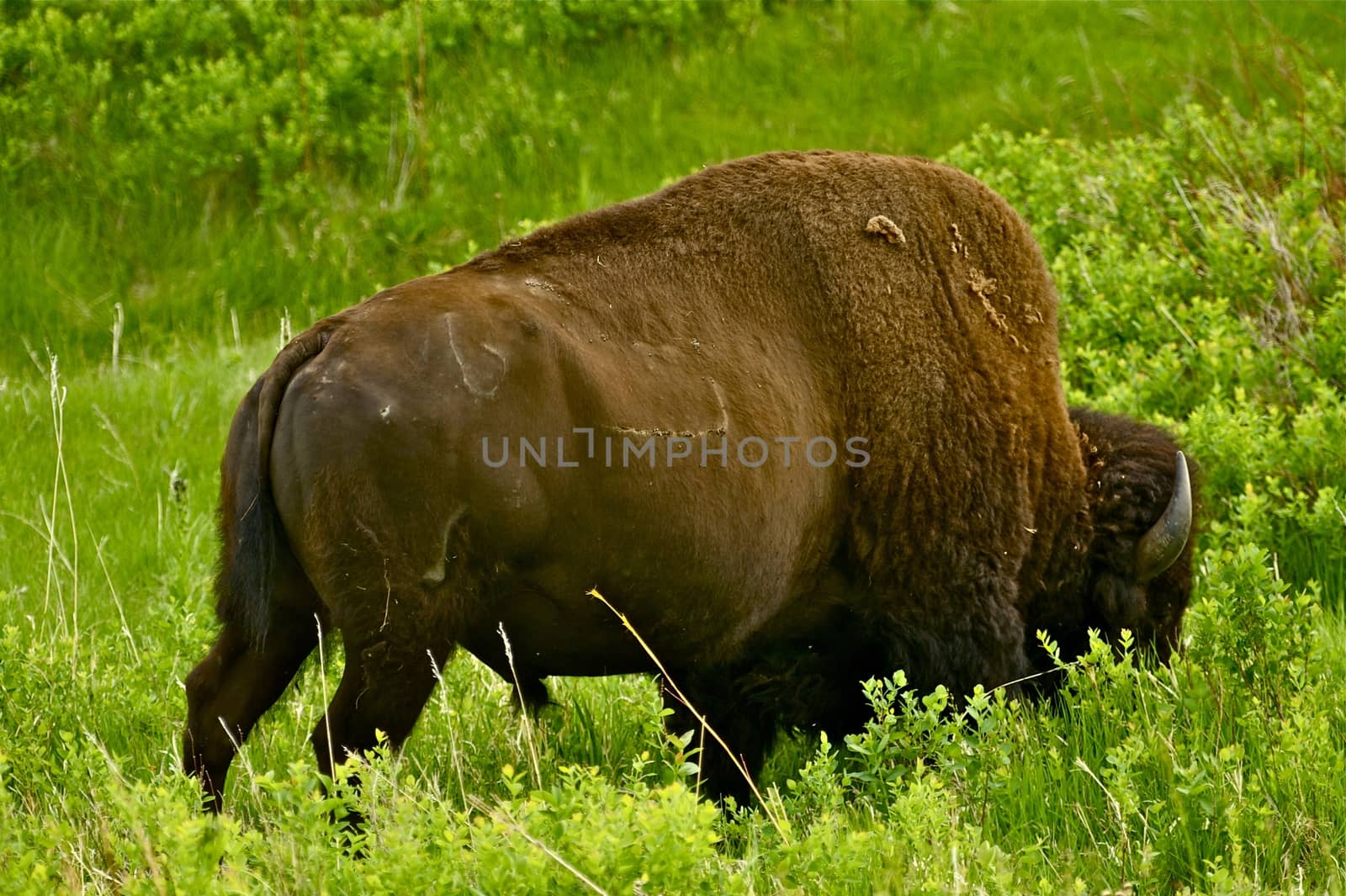 American Buffalo - American Bison in the Custer State Park, South Dakota, USA. Bison Have Been Introduced Into a Many of Locations Around North America. American Bison Horizontal Photography.