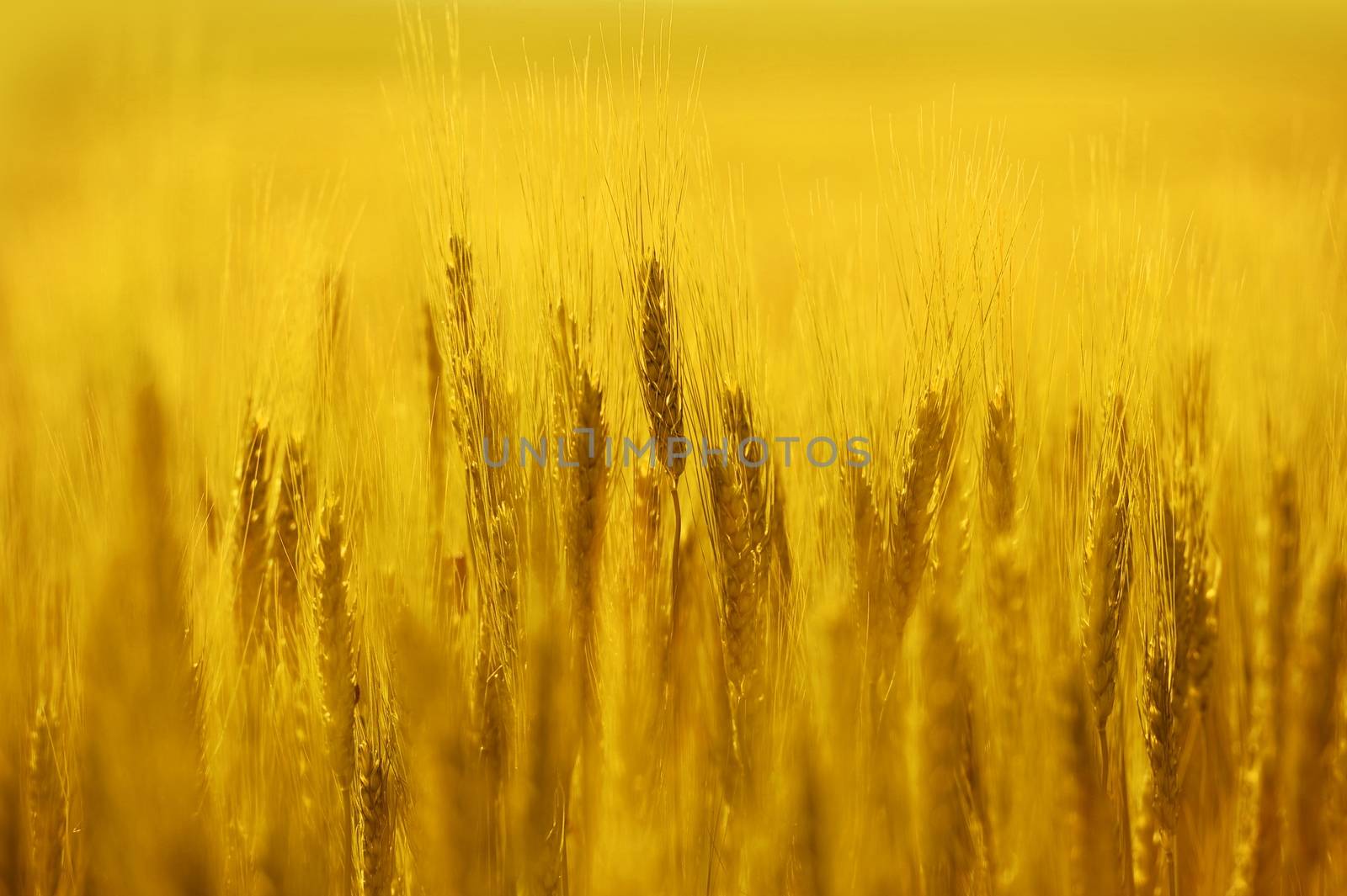 Golden Rye Field. Summer Background - Golden Rye Closeup. 