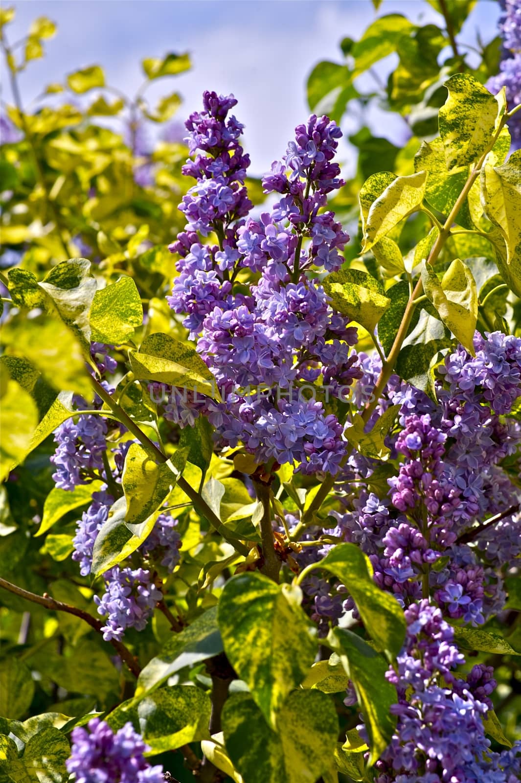 Flowering Lilac Tree. The Genus is Most Closely Related to Ligustrum (Privet), Classified with it in Oleaceae Tribus Oleeae Subtribus Ligustrinae