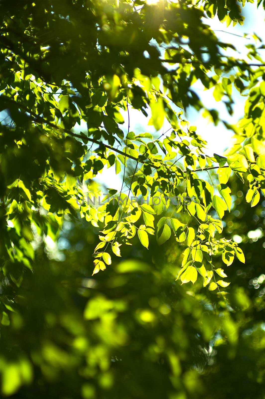 Summer Forest - Natural Sunlight Between the Leafes. Vertical Nature Photo Background