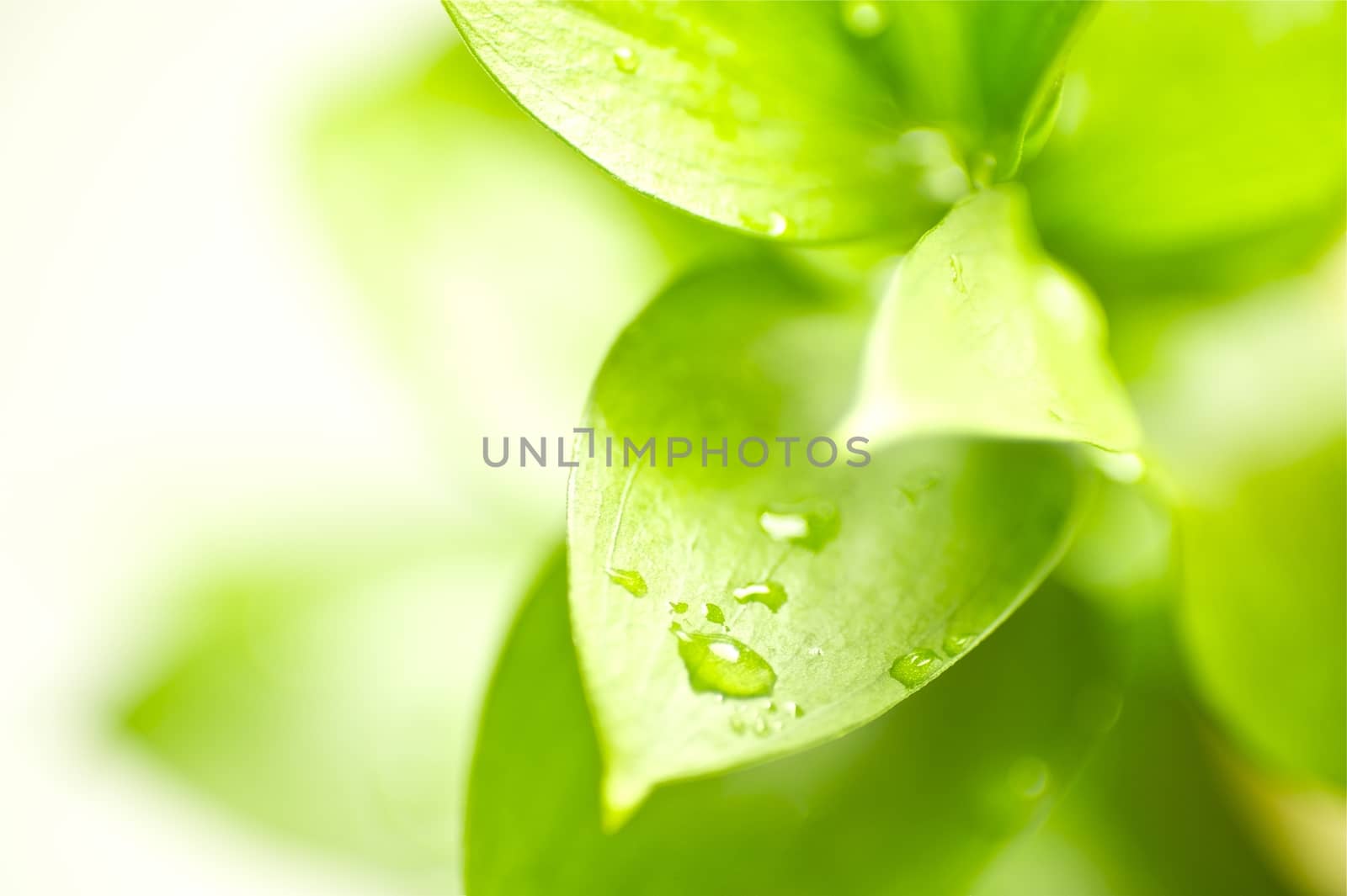 Fresh Leafs after Rain. Fresh Green Plants with Soft Bokeh.