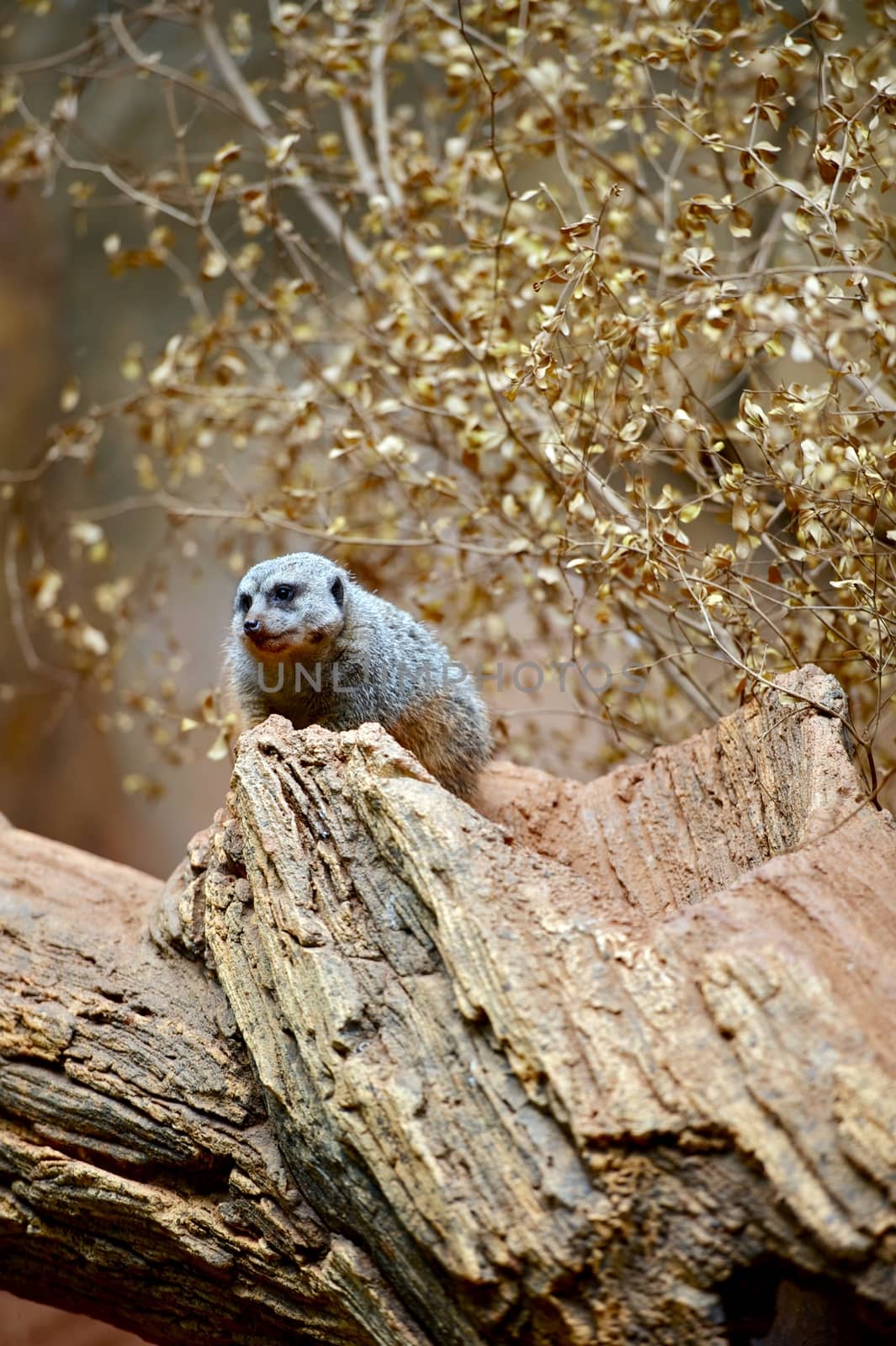 Meerkat on the Tree by welcomia