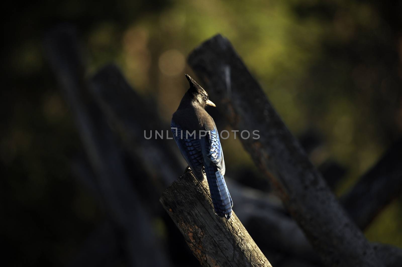 Stellers Jay - Colorado Rocky Mountains National Park. Colorado USA. [ Cyanocitta Stelleri ] is a Jay Native to Western North America, Closely Related to the Blue Jay Found in the Rest of the Continent, but with a Black Head and Upper Body.