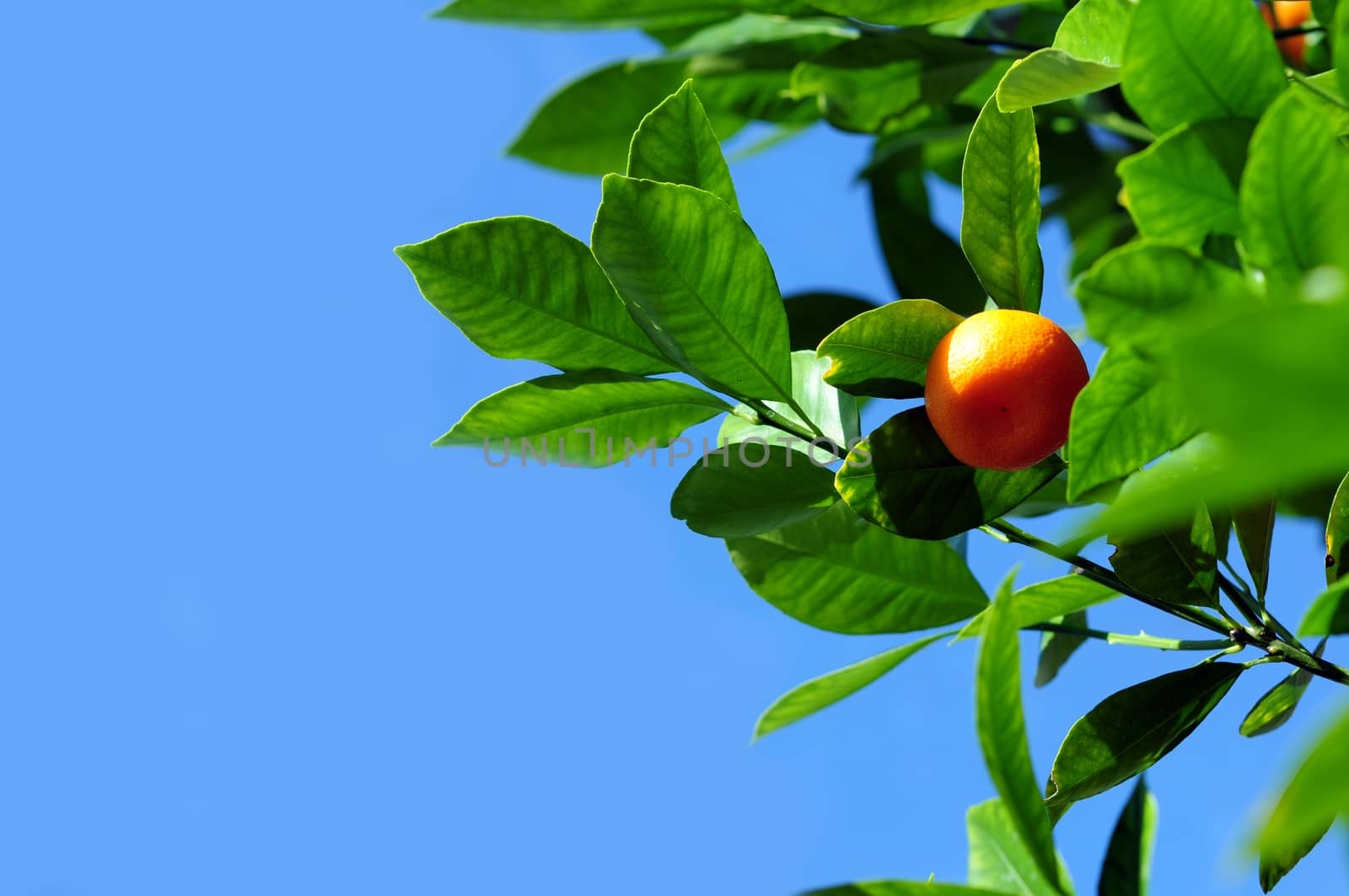 Mandarine Fruit on the Mandarin Tree