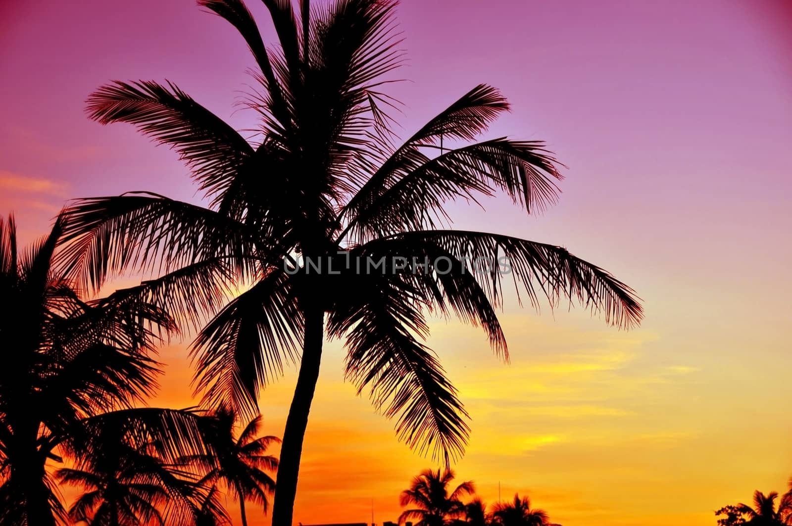 Tropical Sunset. Palm Trees and Pinky Yellow Sunset Sky. Tropical Place.