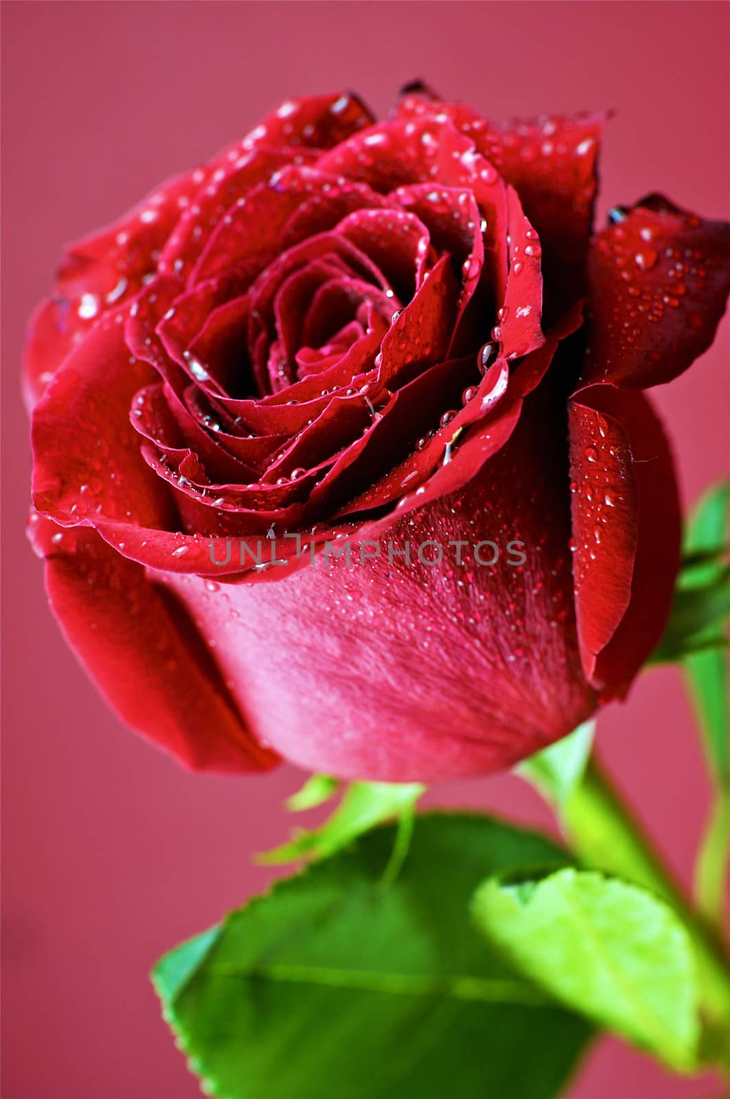 Rose Flower on Burgundy Background. Vertical Photo of Fresh Rose.