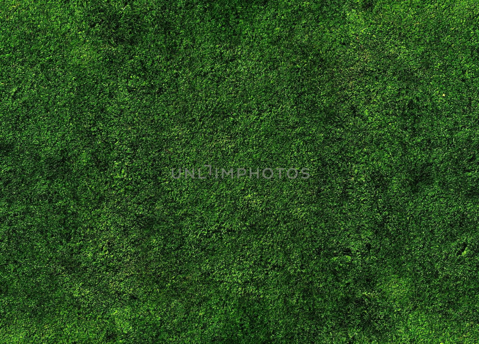 Grassy Background - Grass High Resolution Texture.