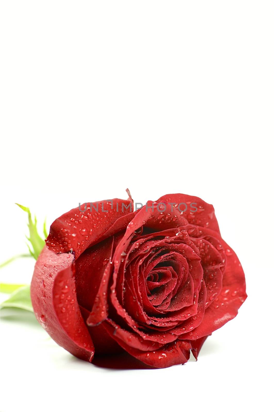 Single Red Rose. Separated. Vertical Photo