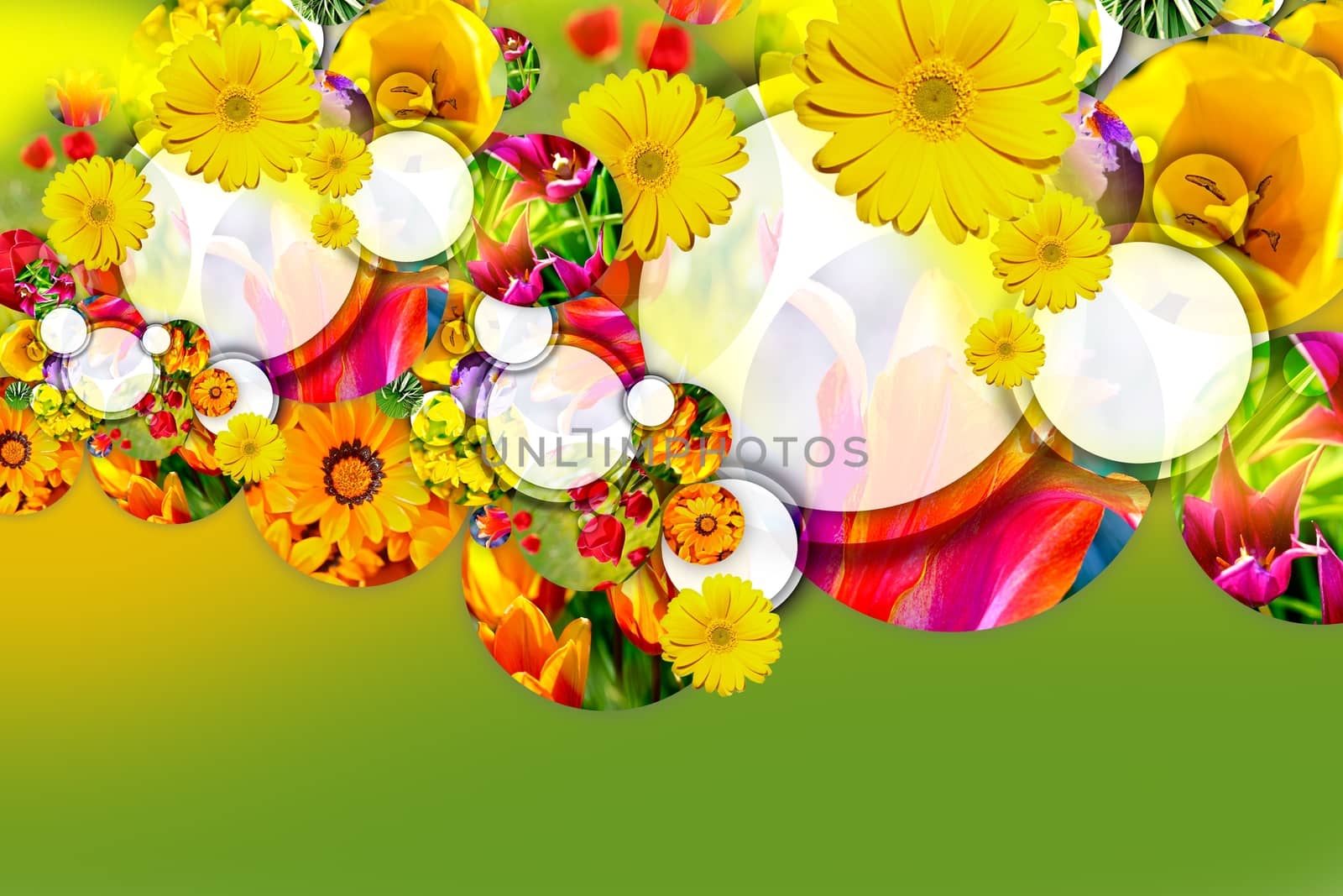Spring Design - Floral Spring Concept. Great As Spring Sale Background etc. Circle Cut and Gerber Flowers. Spring Fresh Green Background.