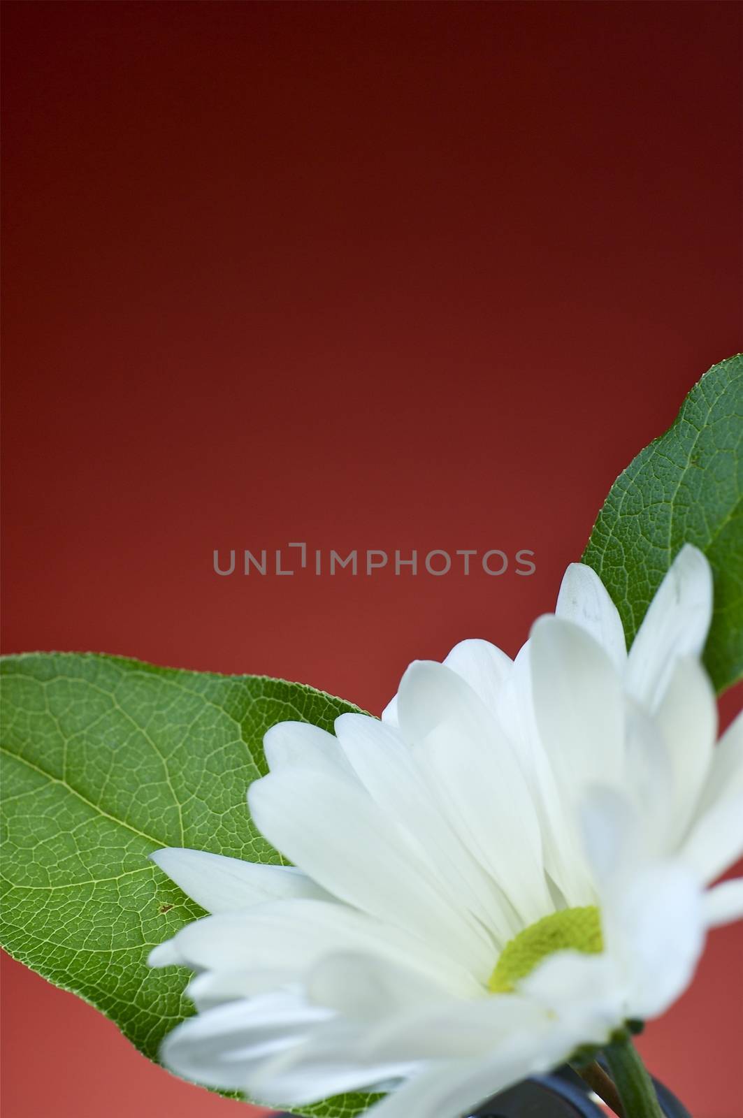 Flower with Green Leafs. Burgundy Background