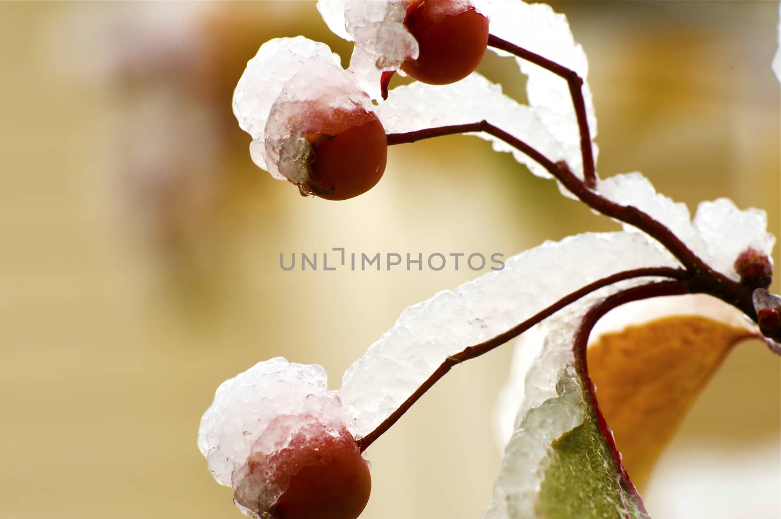 Early Winter - Frozen Tree Branch. Horizontal Nature Photography.