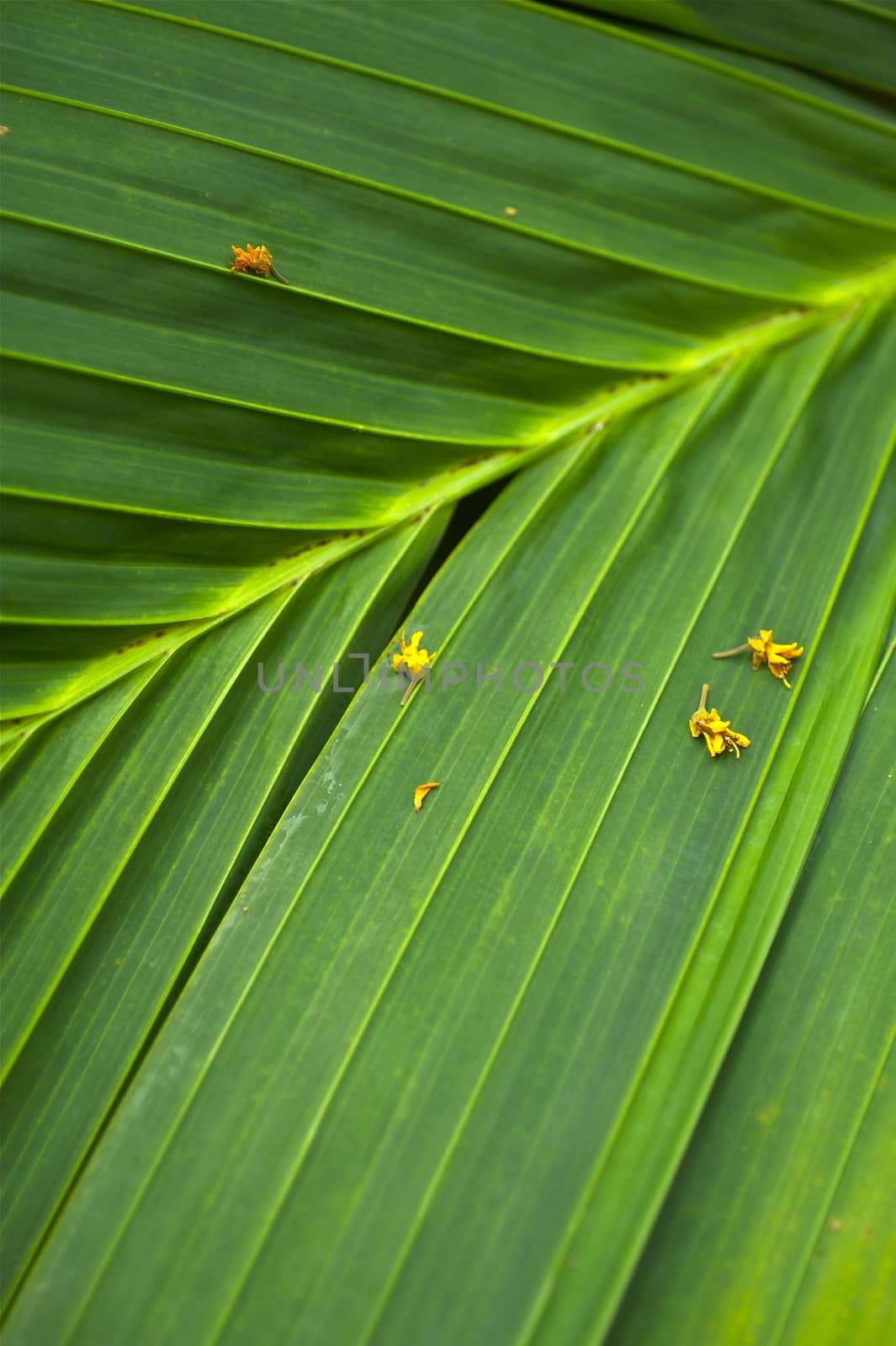 Tropical Palm Leaf Nature Background. Vertical Photo of Palm Leaf. Green Organic and Natural Background.