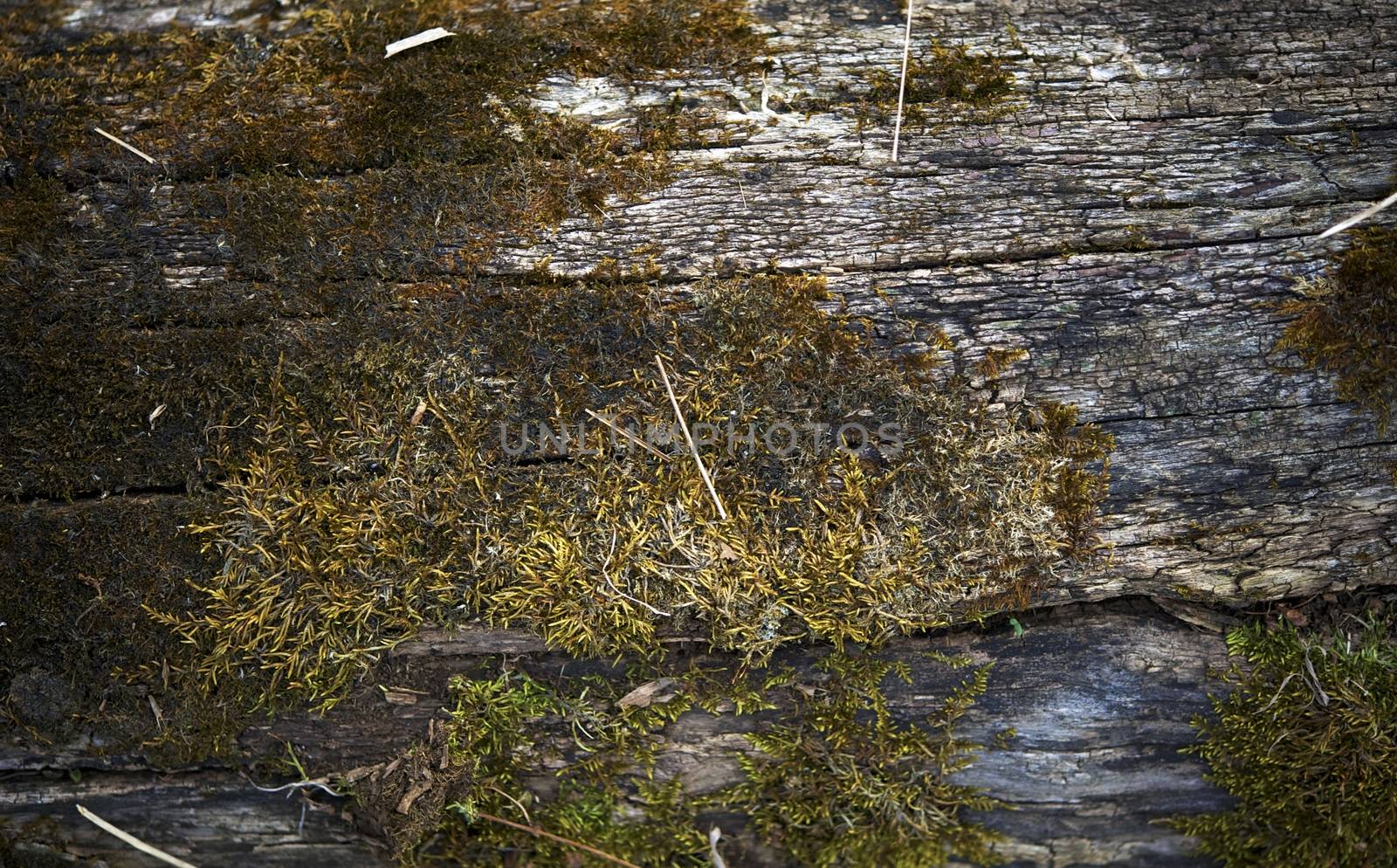 Bark and Moss Natural Photo Background. Deep Forest Theme.