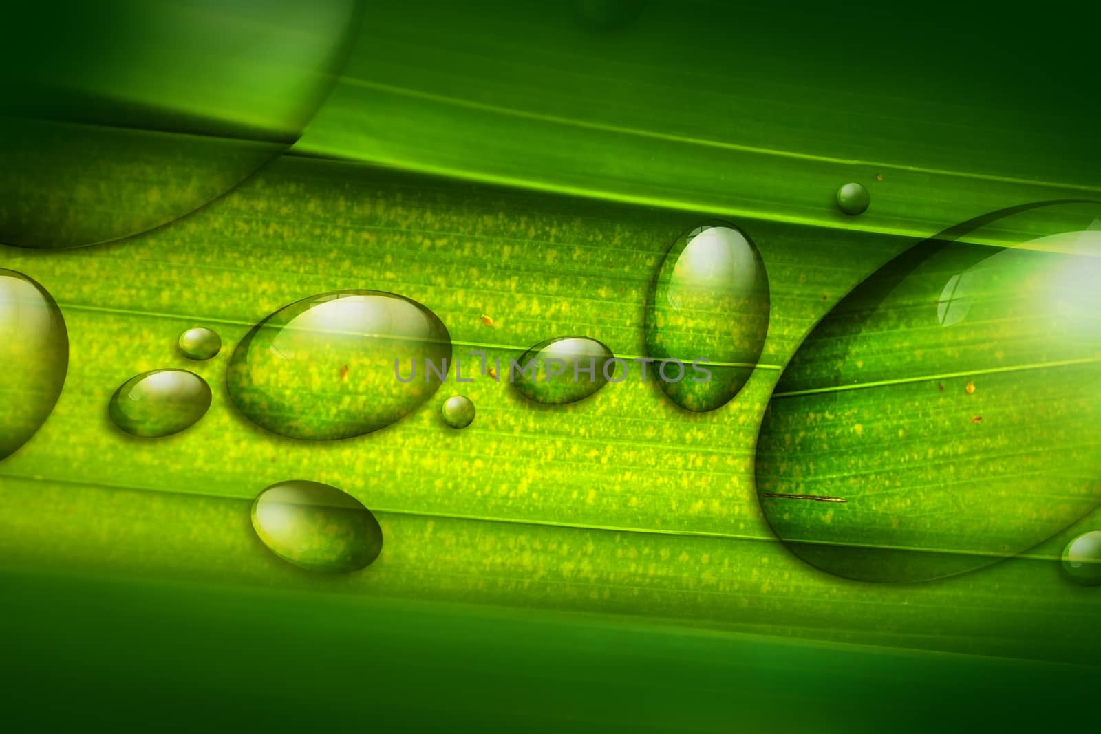 Water Drops on the Leaf Illustration. Green Tropical (Rain Forest) Leaf with Water Drops. 