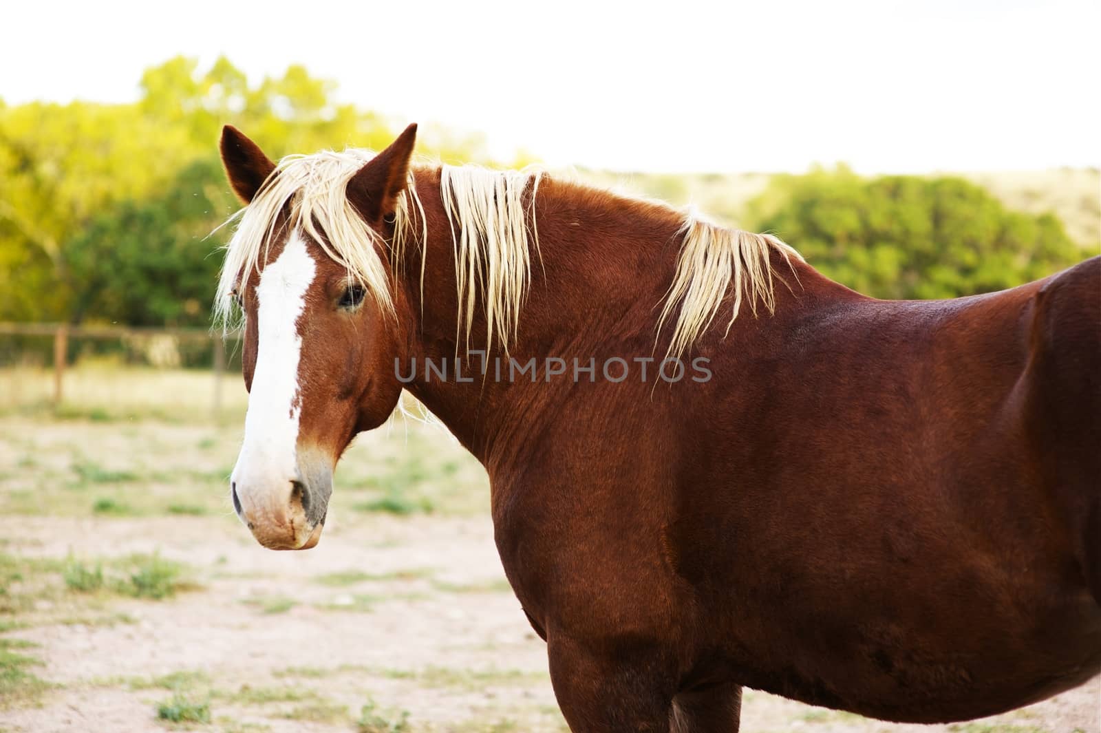 Farm: Brown Horse. Horses Photo Collection. Horizontal Photo.