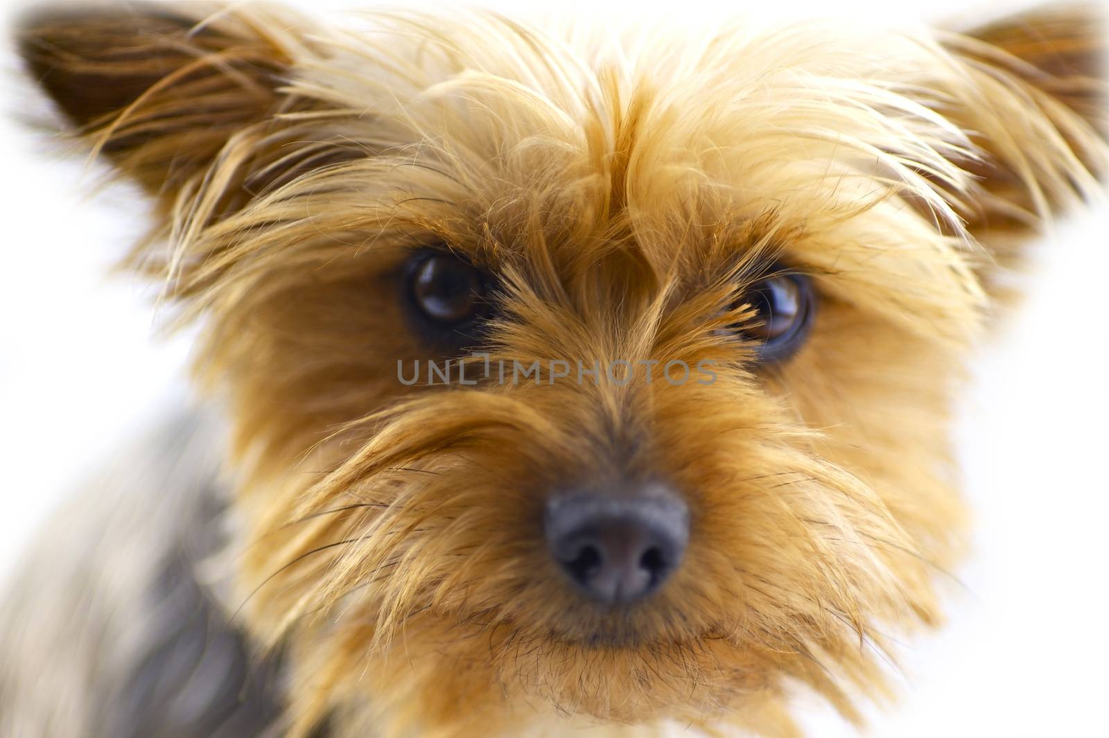Cute Dog - One Year Old Australian Silky Terrier. White Background