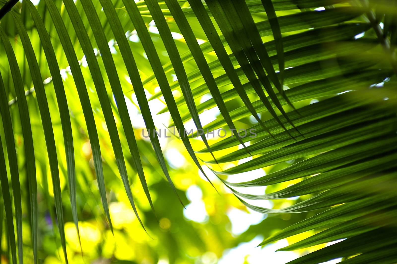Jungle Palm Leafs. Green Palm Leafs in the Jungle. Cool Green Tropical Background.