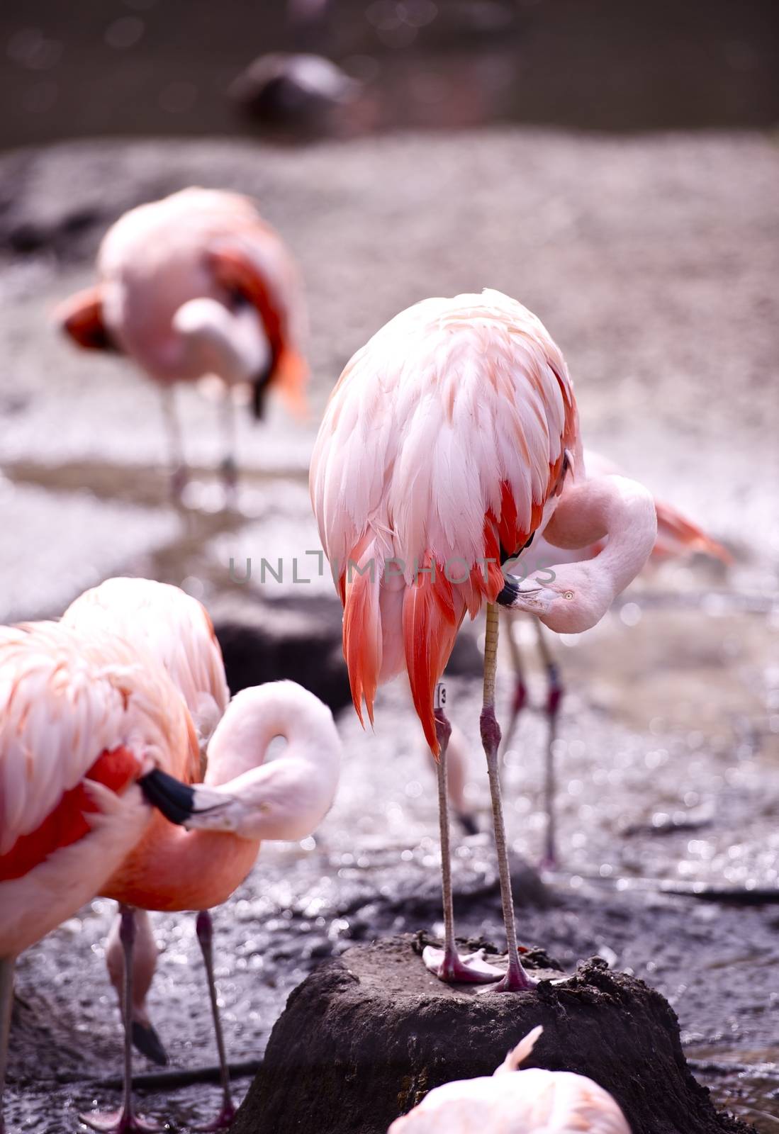 American Flamingos. Flamingos Are Very Social Birds That Live in Colonies That Can Number in the Thousands. American Flamingos Vertical Photography. 