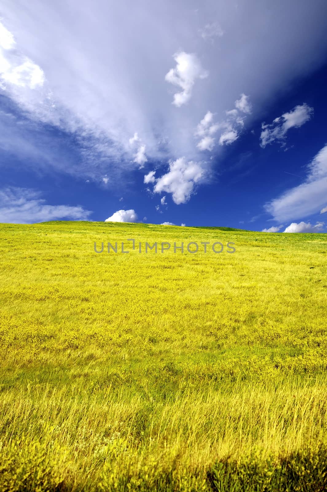 Summer Flowers Field by welcomia