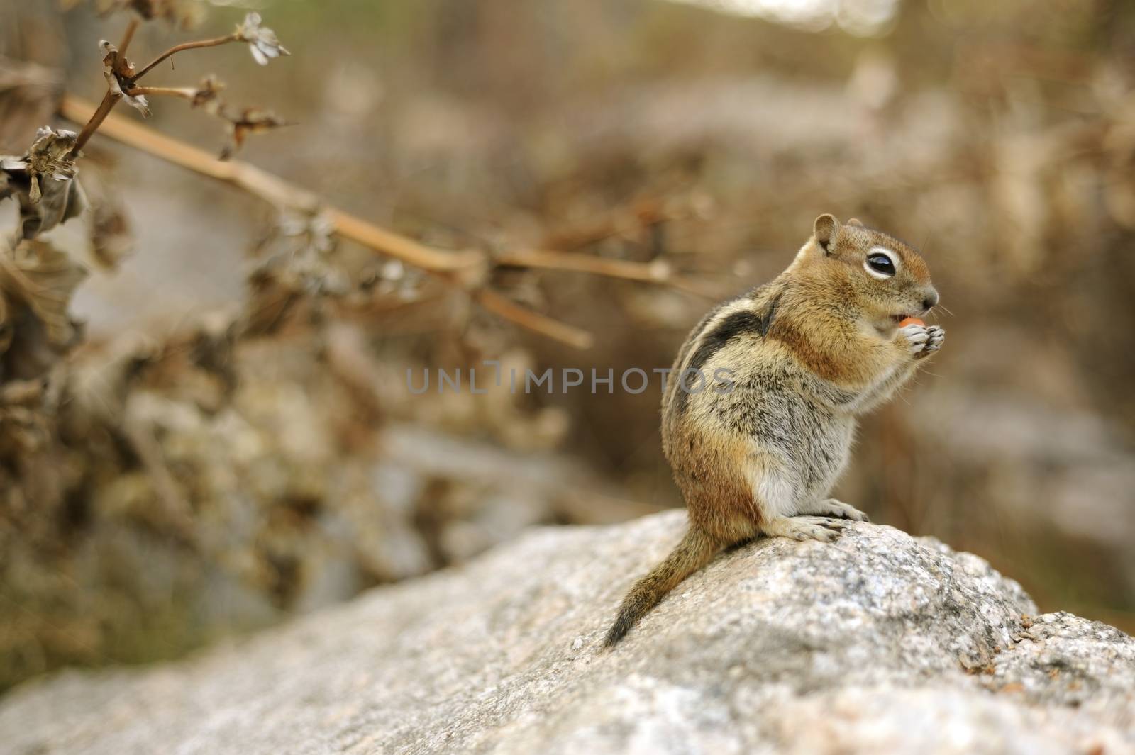 Chipmunk on the Large Stone. Colorado Chipmunk. Colorado USA. Chipmunks are Small Striped Squirrels Native to North America and Asia. 