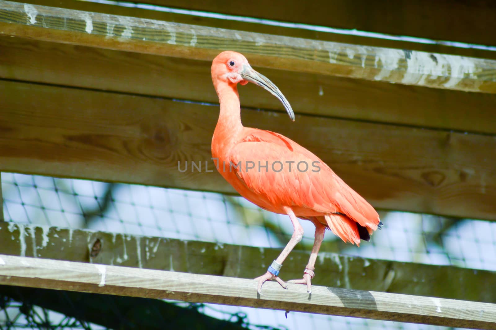 Red Ibis on a wooden perch  by Philou1000