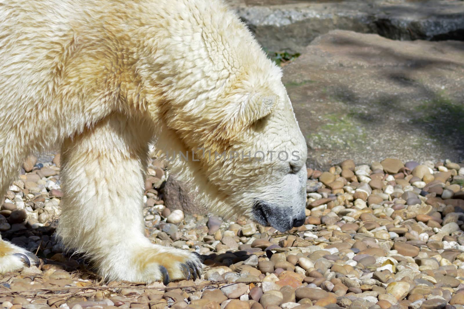 Polar bear on pebbles in an animal  by Philou1000