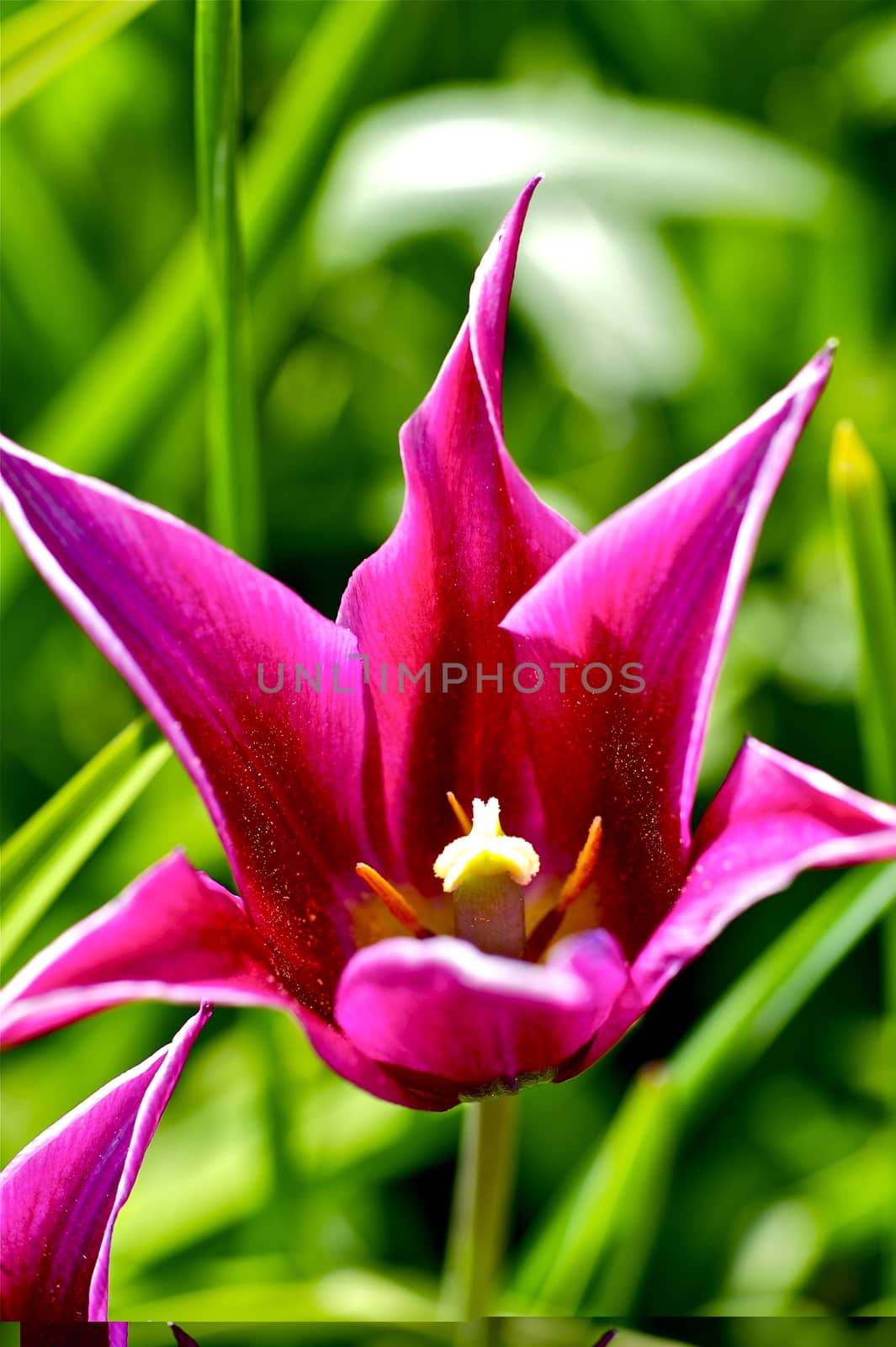 Pinky Tulip. Pink Blossom Tulip Flower. Vertical Photo.