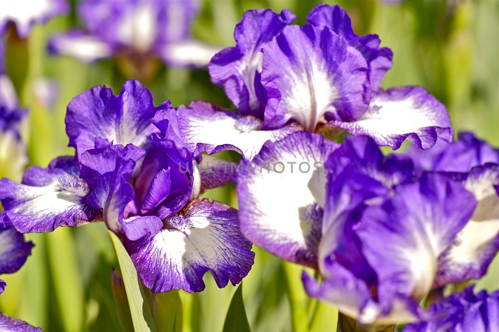 Iris Dark Rings - Standard Dwarf Bearded iris. Iridaceae > Iris Family > Iris Dark Rings. Blue-Violet Iris Flowers. 