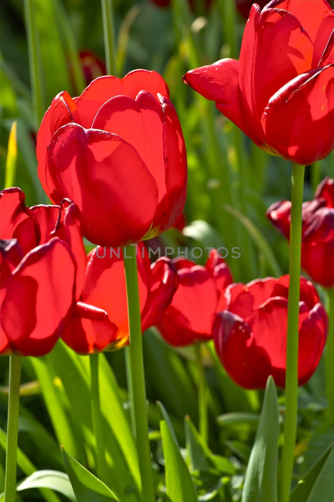 Red Tulips by welcomia