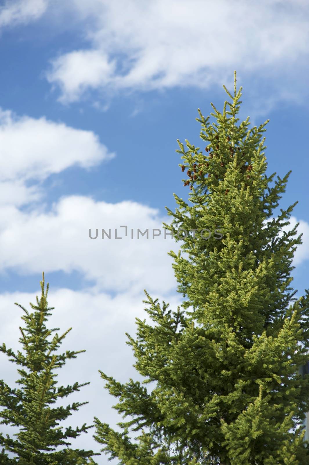Two Spruce Trees on Cloudy Blue Sky. Colorado U.S.A. Vertical Photography