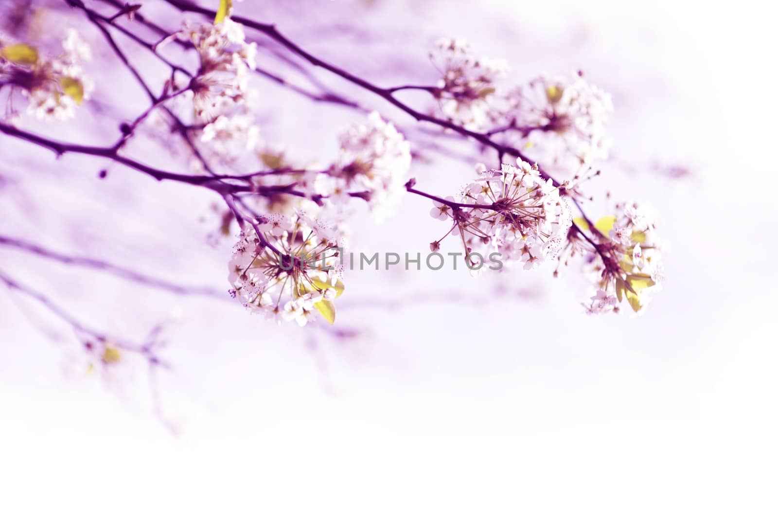 Beautiful Blossom Tree Theme. Flowering Branches. Solid White Background. Nature Photo Collection. Pinky Tones Blossom Tree Horizontal Photography.