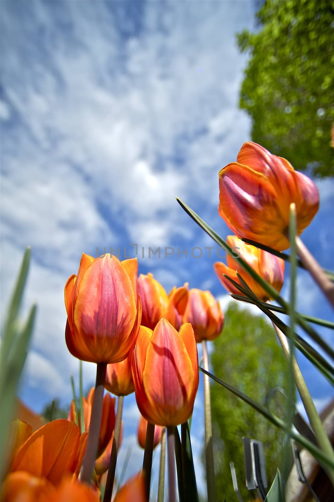 Tulips Blossom. Red Spring Tulips in the Garden. Wide Angle Creative Shot from the Bottom. Cloudy Blue Sky. One Sunny Day. 
