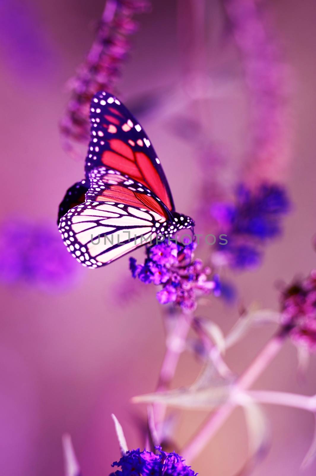 Monarch Butterfly Vertical Closeout Photography. The Monarch Butterfly is a Milkweed Butterfly in the family Nymphalidae. 