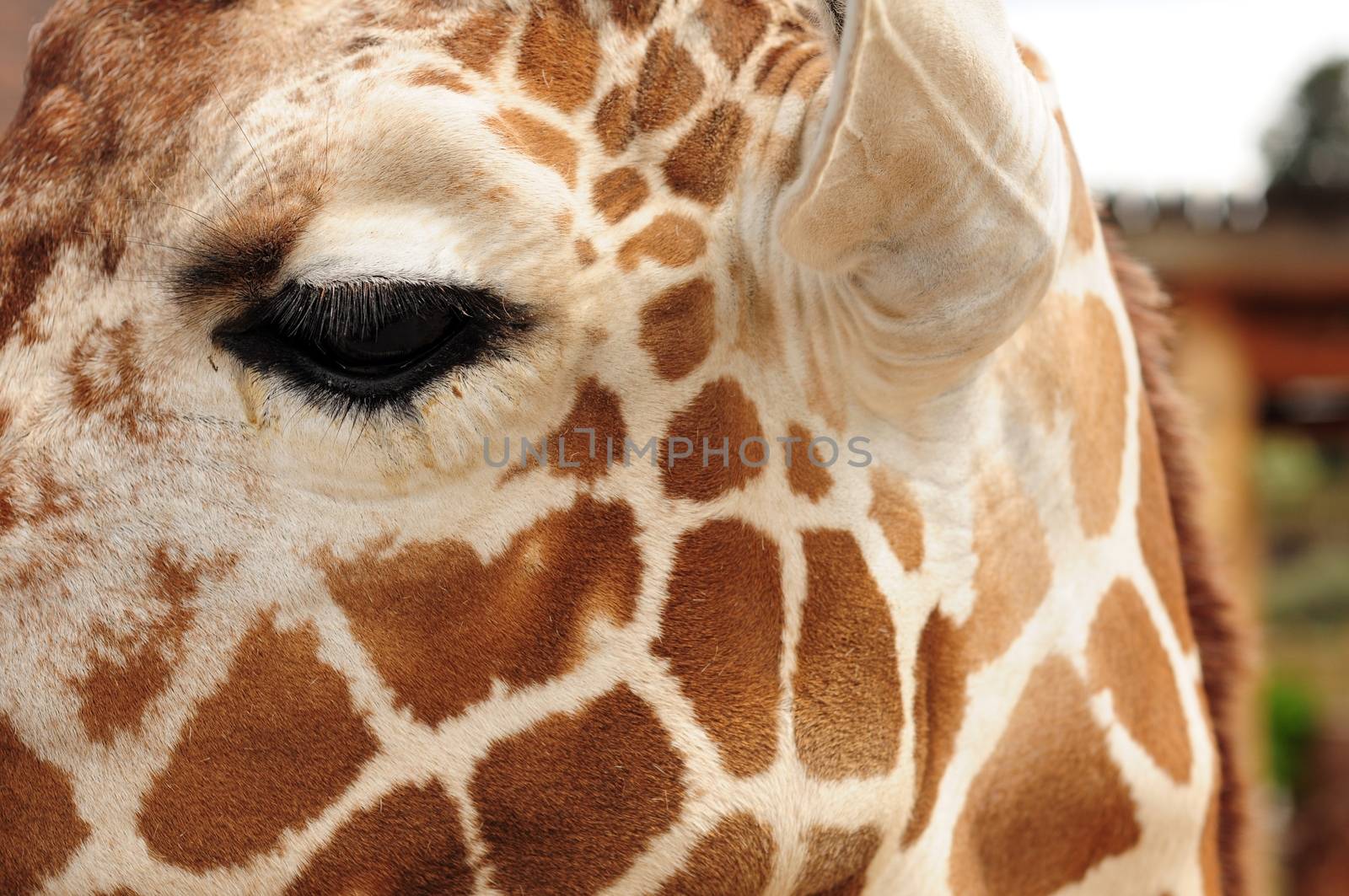 Giraffe Head - Giraffe Eye.