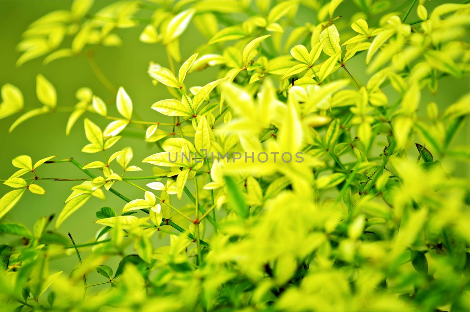 Green Nature Background. Green Spring Tree. Nature Photo Collection.