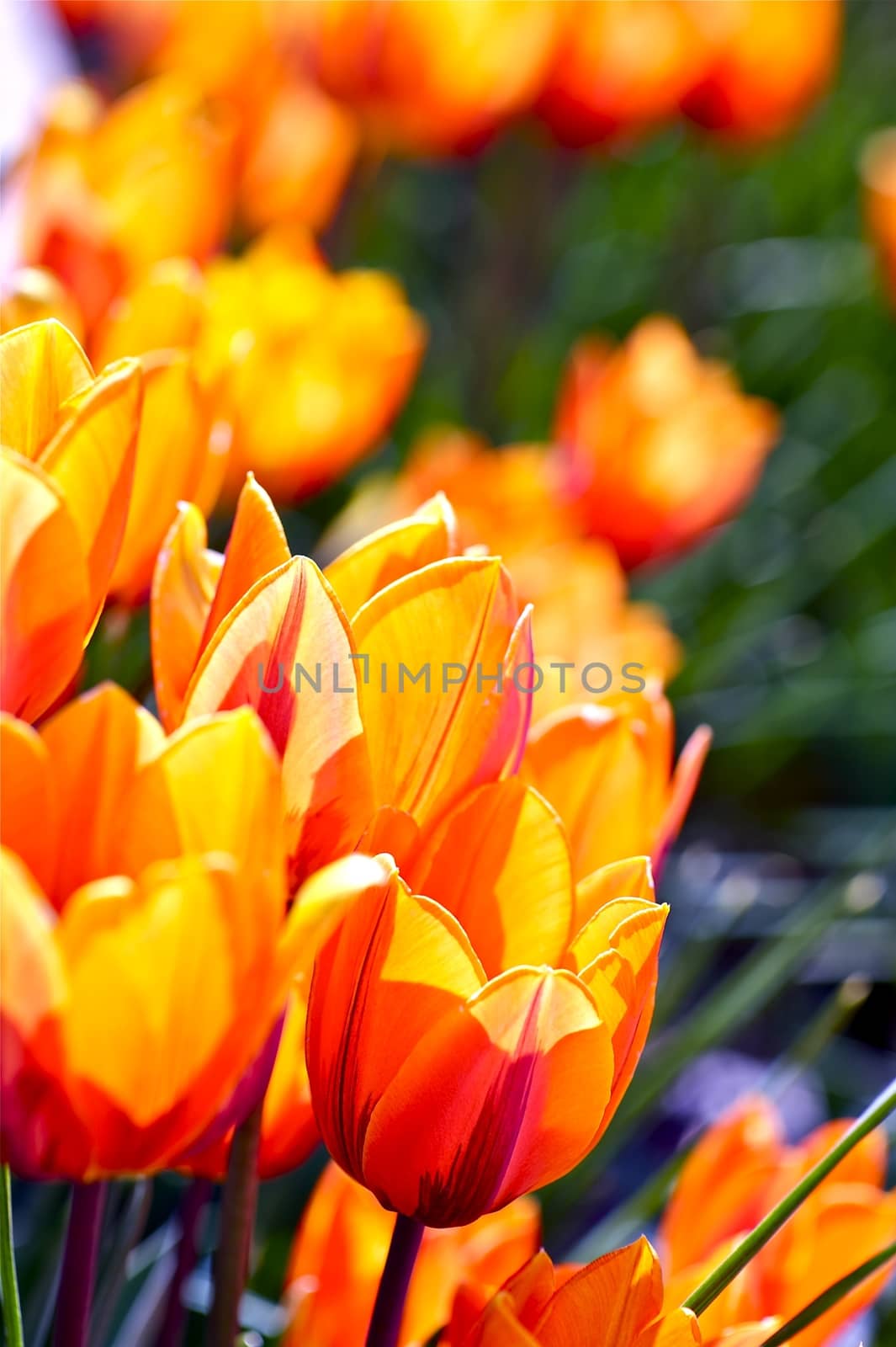 Orange-Red Tulips by welcomia