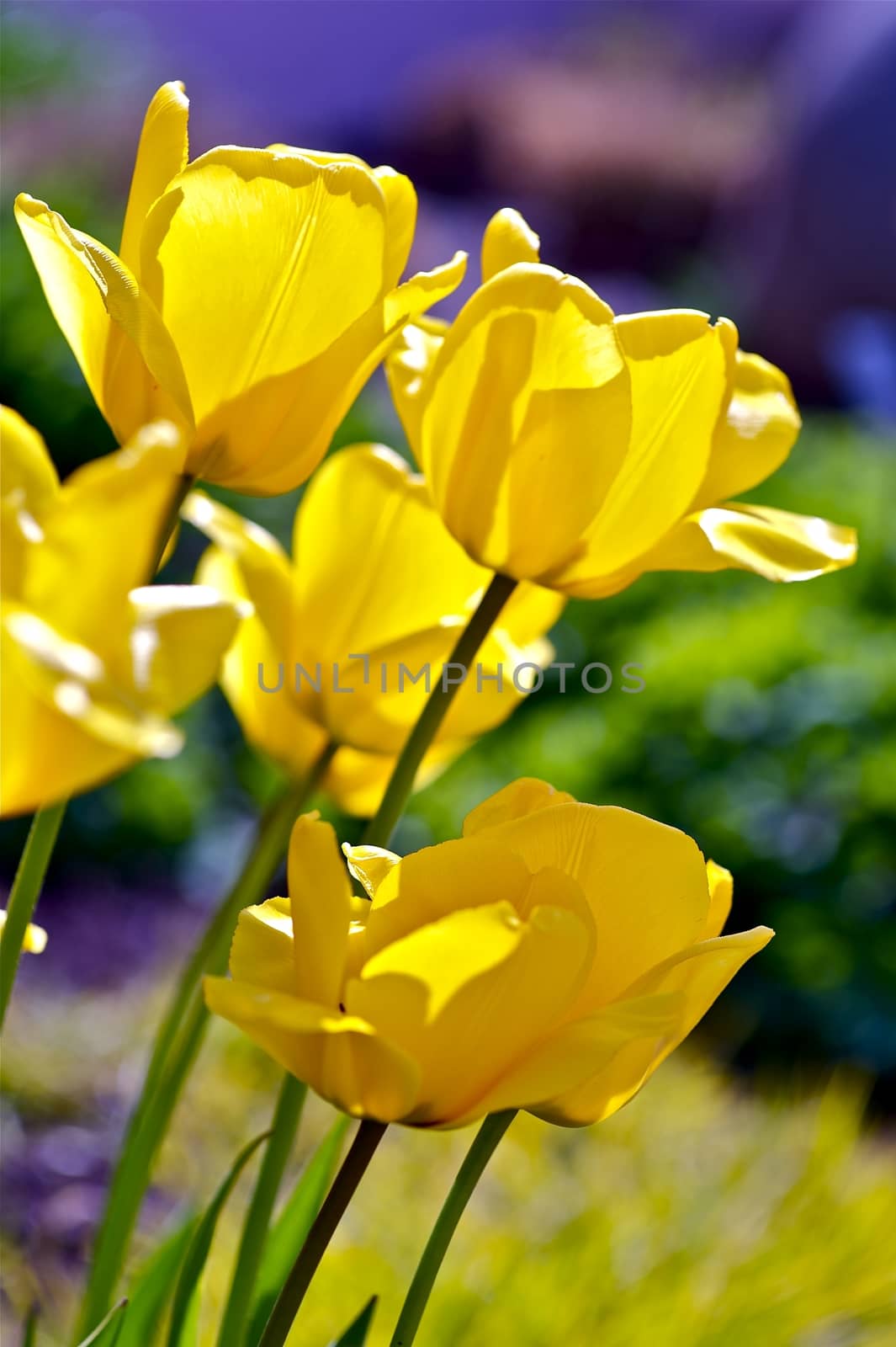 Tulip (Genus Tulipa) - Perennial, Bulbous Plant. Yellow Tulips Vertical Photo. Tulips Are Often Associated with The Netherlands. Botanic Photo Collection.