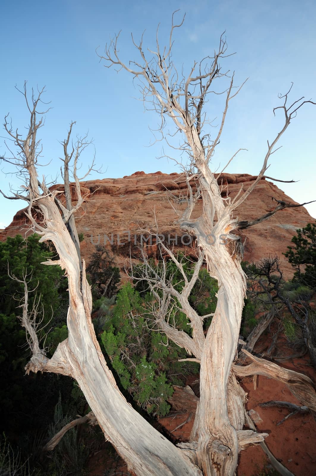 Utah Dead Tree. Arches National Park, Utah, USA. Rocks Formation in the Background