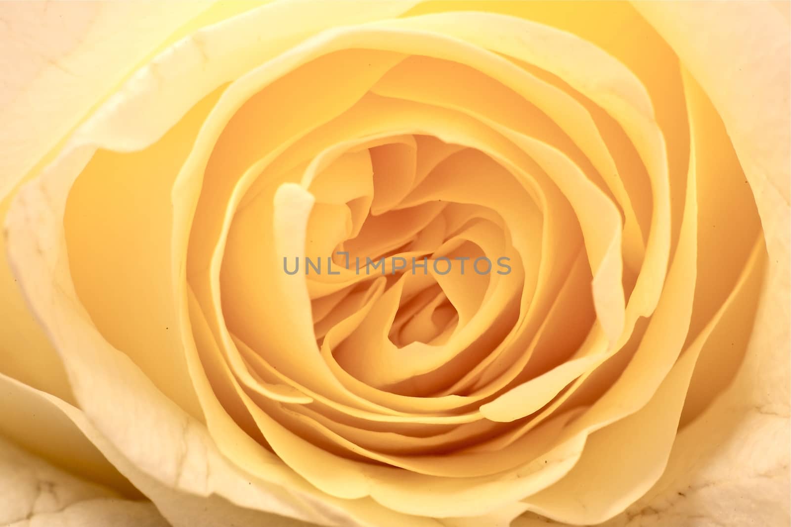 Orange-Yellow Creamy Rose - Macro Photo. Floral Background