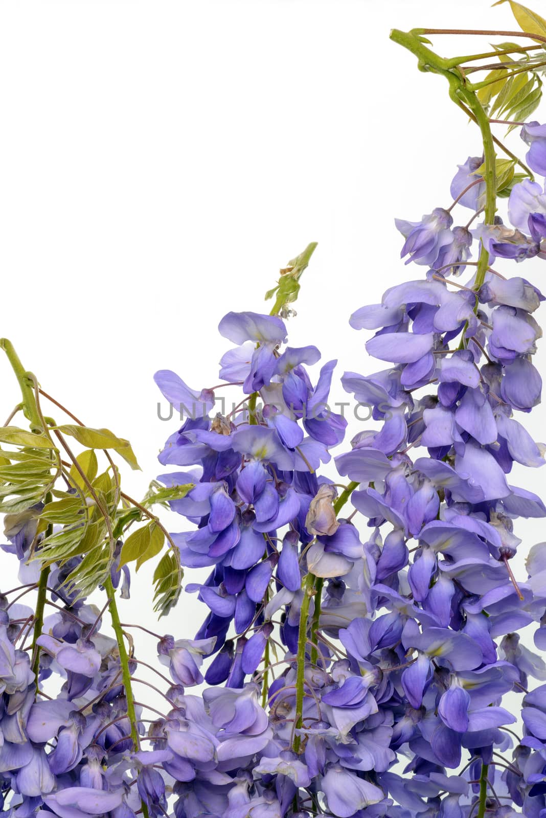 Wisteria flowers, green leaves border for an angle of page over a white background. decorative element 