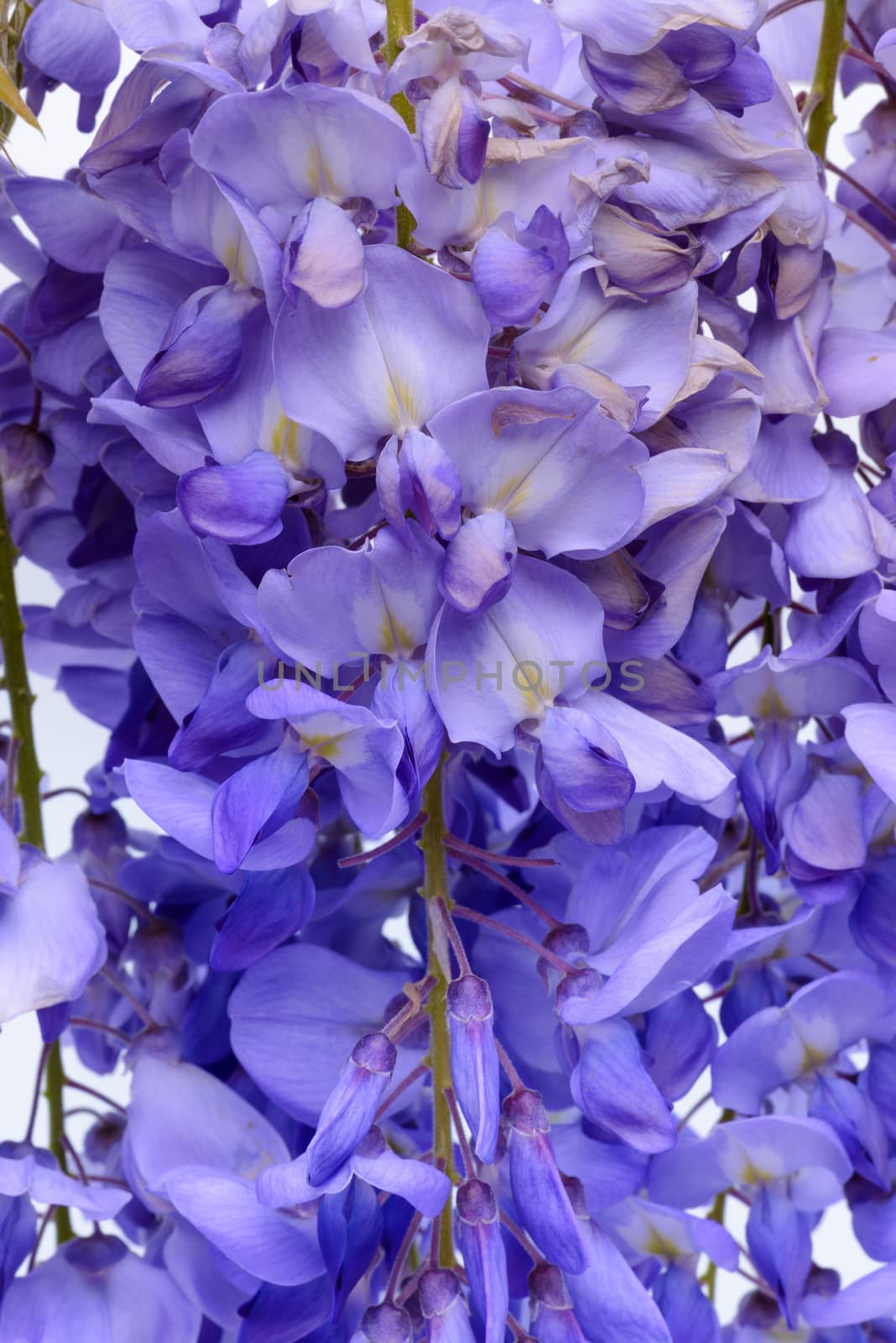 Wisteria flowers, green leaves border for an angle of page over a white background. decorative element 