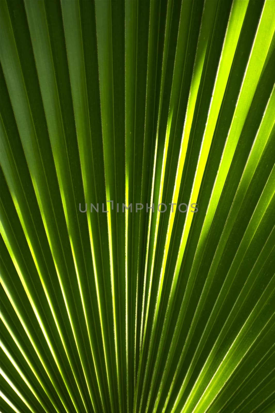 Fan Shaped Tropical Leaf Background. Vertical Photo. Green Fan-Shaped Rain Forest Leaf. Nature Backgrounds Collection.