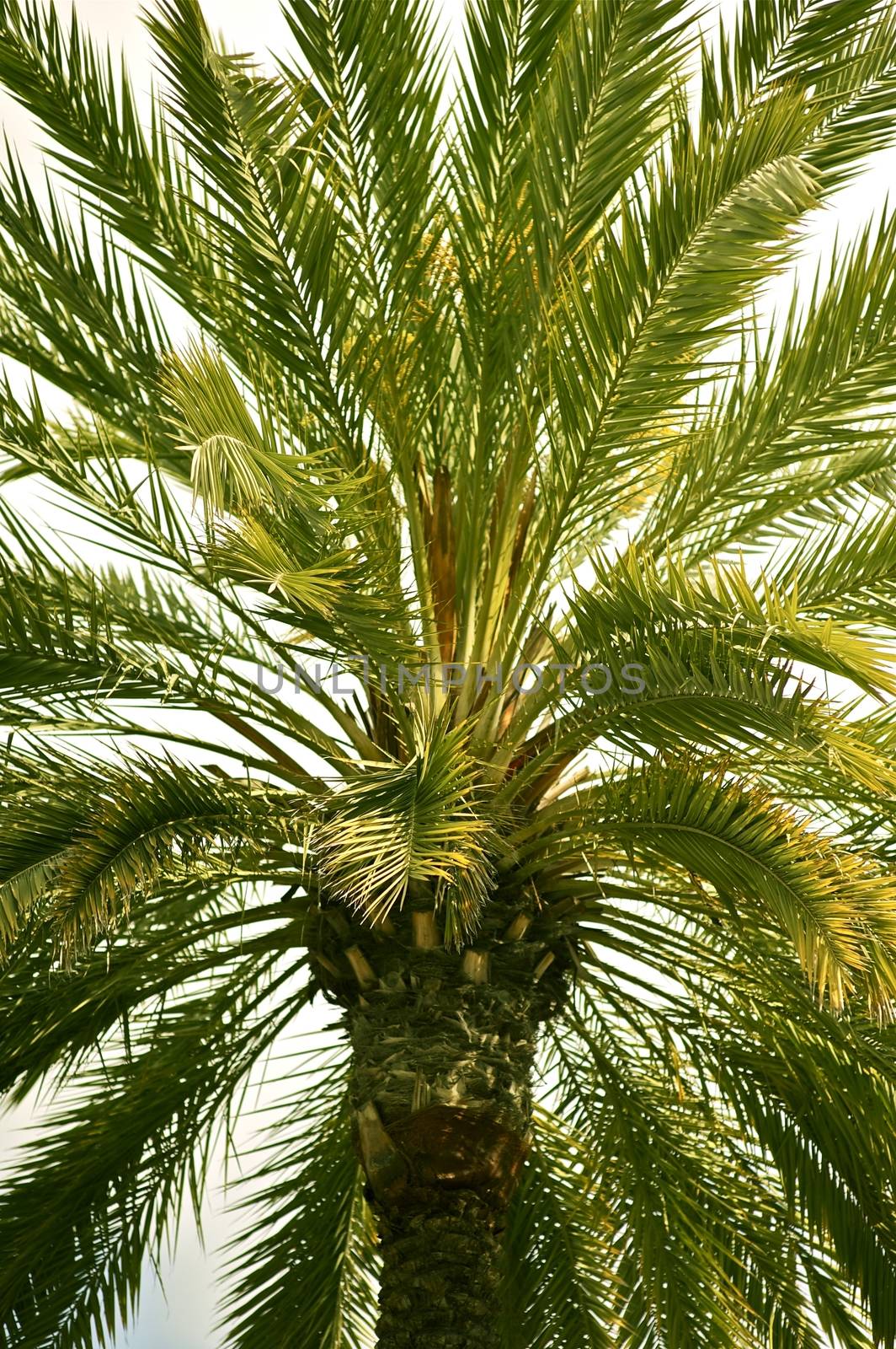 Canary Palm Tree - California Nature. Palm Tree Background. Vertical Photo
