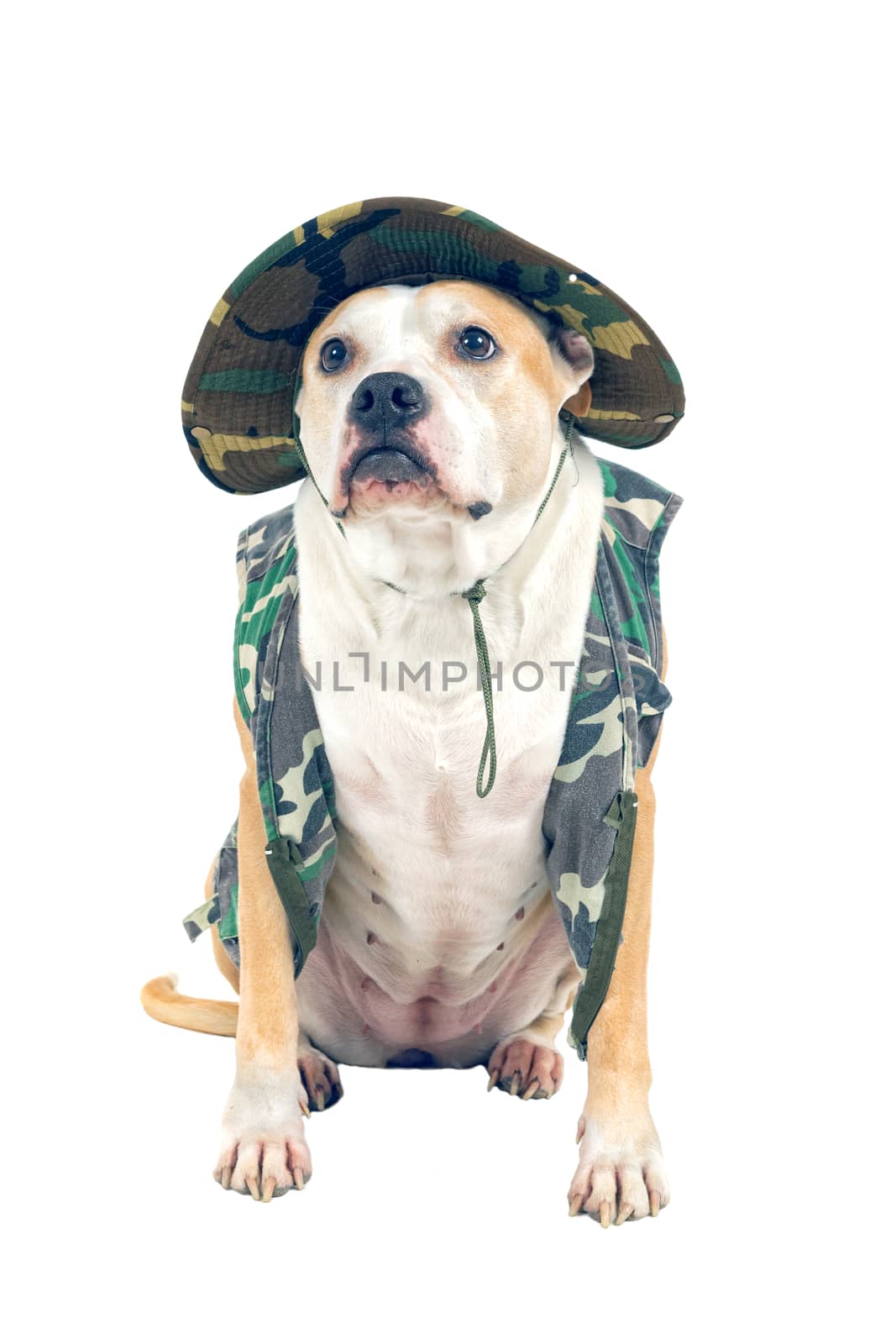 Dog in military attire on a white background by neryx