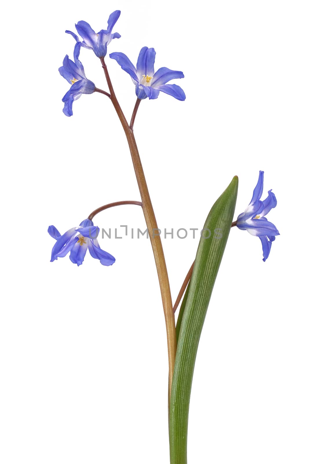 Blue flower on a white background by neryx