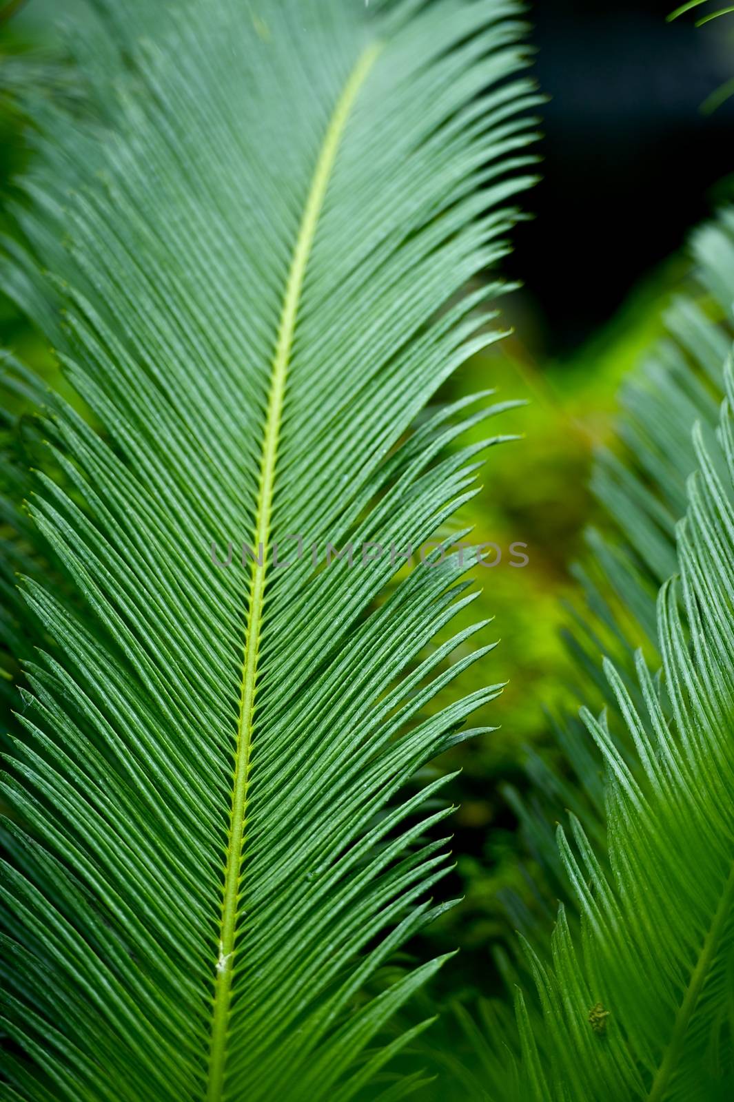 Large Fern Leafs by welcomia