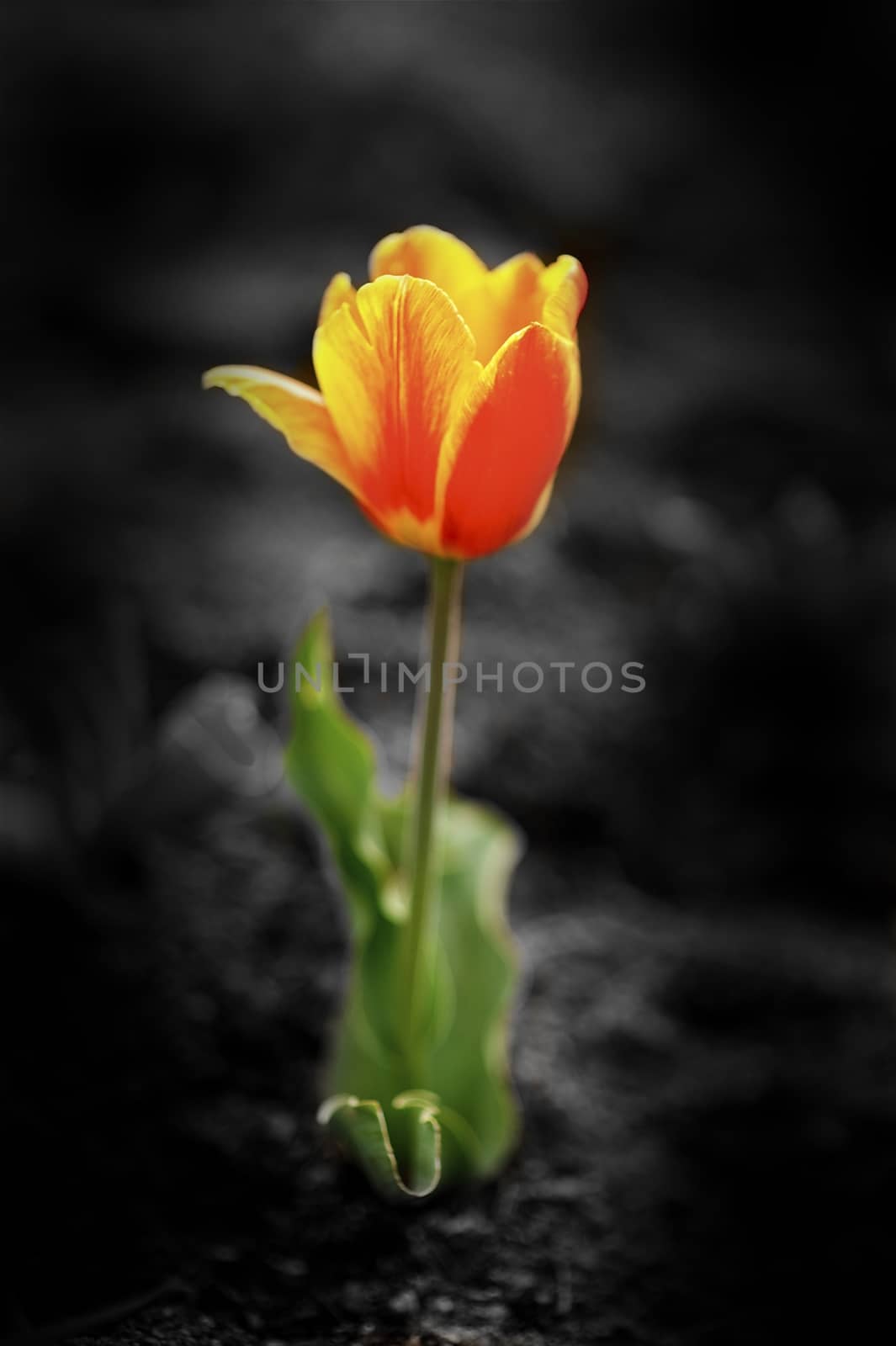 Badlands Blossom. Single Tulip Blossom on Badlands. Grayscale Background and Color Flower in the Middle. Floral and Botanic Photo Collection.