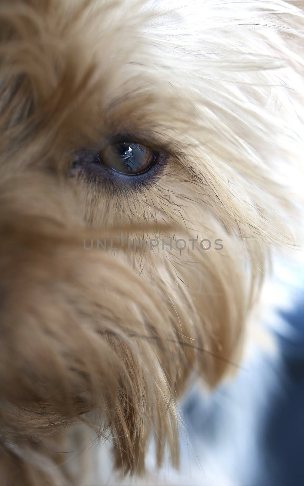 Dog Eye and Long Hairs. Silky Terrier Portrait - Eye Closeup. Vertical Photo.