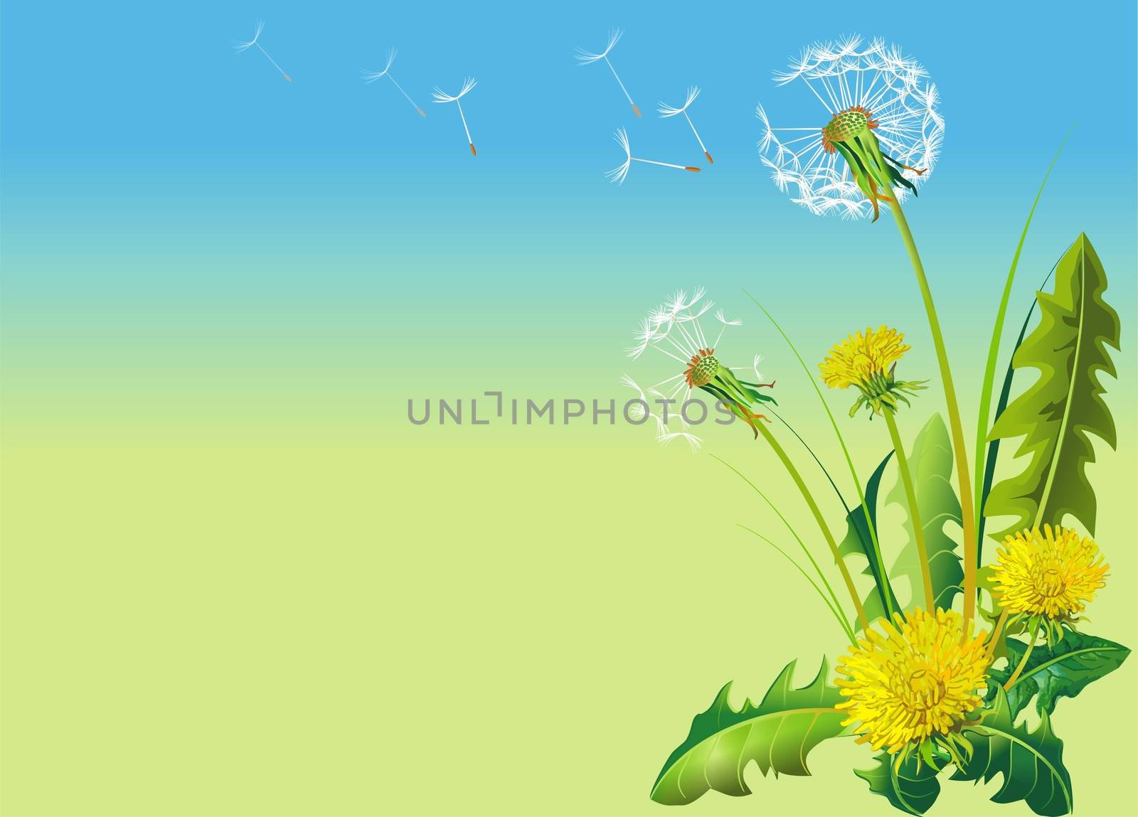 Dandelion Rasterized Vector Illustration. Horizontal Dandelion Illustration with Copy Space on the Left Side.